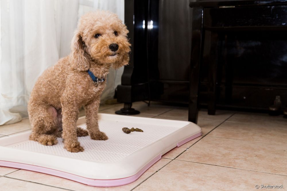 Cachorro fazendo xixi fora do lugar pode ser falta de adestramento